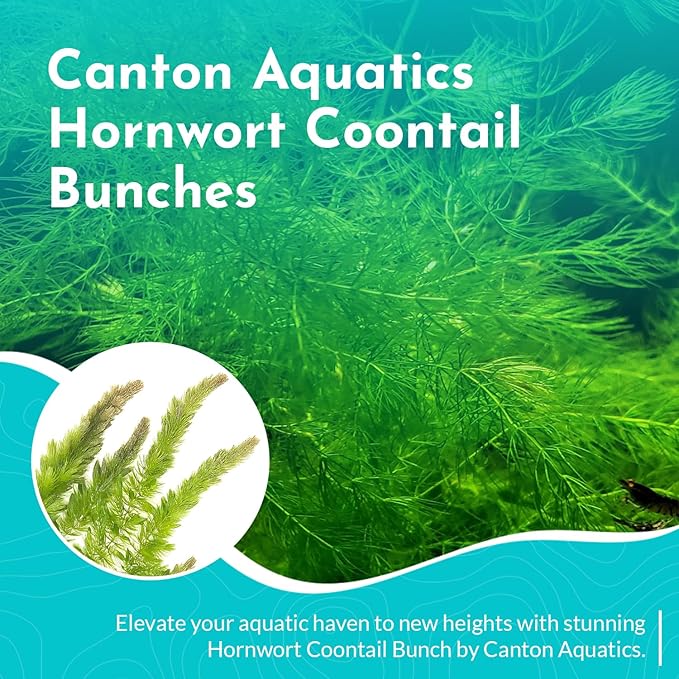 Live Aquarium 6 Hornwort Coontail Indoor Plants - Excellent Aquarium Plant - Beautiful Effect to Aquarium - Fast Growth, Long Lasting & Easy to Care Aquatic Plants - Pack 6
