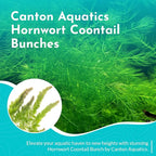 Live Aquarium 6 Hornwort Coontail Indoor Plants - Excellent Aquarium Plant - Beautiful Effect to Aquarium - Fast Growth, Long Lasting & Easy to Care Aquatic Plants - Pack 6