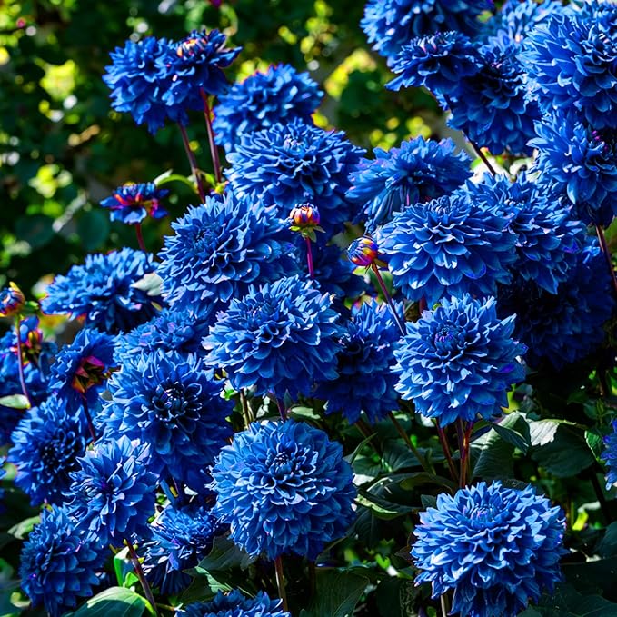 Dahlia Seeds for Planting, 400pcs Rare Perennial Garden Dahlia Flower Seeds Plants, Non-GMO Heirloom Beauty Flowers Home Garden for Outdoors