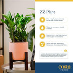 Costa Farms ZZ Live Plant in Decorative Pot, Easy to Maintain, Air Purifying Indoor Houseplant, Perfect for Home, Room, or Office Decor, Great House Warming or Birthday Gift, 12-20 Inches Tall