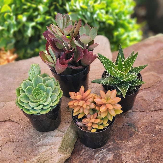 Altman Plants, Live Succulents Plants Live Houseplants (4PK), Succulent Plant Lover Gifts, Live Indoor Plants in Potting Soil, Live Plants Indoor Cactus Plants Live Succulent Plants Live House Plants