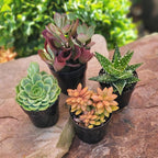 Altman Plants, Live Succulents Plants Live Houseplants (4PK), Succulent Plant Lover Gifts, Live Indoor Plants in Potting Soil, Live Plants Indoor Cactus Plants Live Succulent Plants Live House Plants