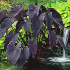 Black Coral Taro, a Great Live Pond Plant for Your Water Garden. Filters koi and Goldfish Ponds. Good for Bogs, Plant Shelf or Shallow Water This marginal Aquatic is a Real Beauty