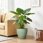 Ceramic Flower Pots, 10 Inch Plant Pot for Indoor Plants, Modern Round Planters with Drainage Hole and Saucer, Decorative Pots for Plants Indoor, Garden Home Decor, Plant Lover Gifts, Green