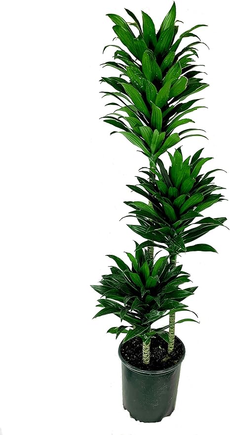 Dracaena Janet Craig Compacta Cane - Live Plant in a 10 Inch Pot - Dracaena Deremensis 'Compacta' - Easy Care Low Maintenance Houseplant