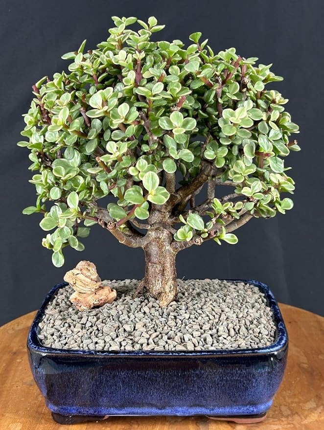 Variegated Baby Jade Bonsai Tree - Large 'Elephant Bush', Rare Succulent (Portulacaria Afra Variegata)