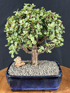Variegated Baby Jade Bonsai Tree - Large 'Elephant Bush', Rare Succulent (Portulacaria Afra Variegata)