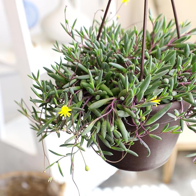 Ruby Necklace Succulent Vine Hanging Basket, Othonna capensis, Live Succulents Plants Live Houseplants, House Plants Indoors Live Indoor House Plants, Unique Live Plant Basket by Plants for Pets
