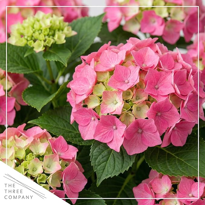 Live Flowering Hydrangea - Shades of Pink, 5+ Beautiful Blooms, 1.5 Qt Pot with Deco Cover, 12" Tall by 8" Wide