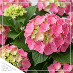 Live Flowering Hydrangea - Shades of Pink, 3+ Beautiful Blooms, 1.5 Qt Pot with Deco Cover, 12" Tall by 8" Wide