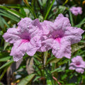 Chalily Pink Blue Bells, a Great Live Pond Plant for Your Water Garden. Filters koi and Goldfish Ponds. Good for Bogs, Plant Shelf or Shallow Water This marginal Aquatic is a Real Beauty
