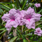 Chalily Pink Blue Bells, a Great Live Pond Plant for Your Water Garden. Filters koi and Goldfish Ponds. Good for Bogs, Plant Shelf or Shallow Water This marginal Aquatic is a Real Beauty