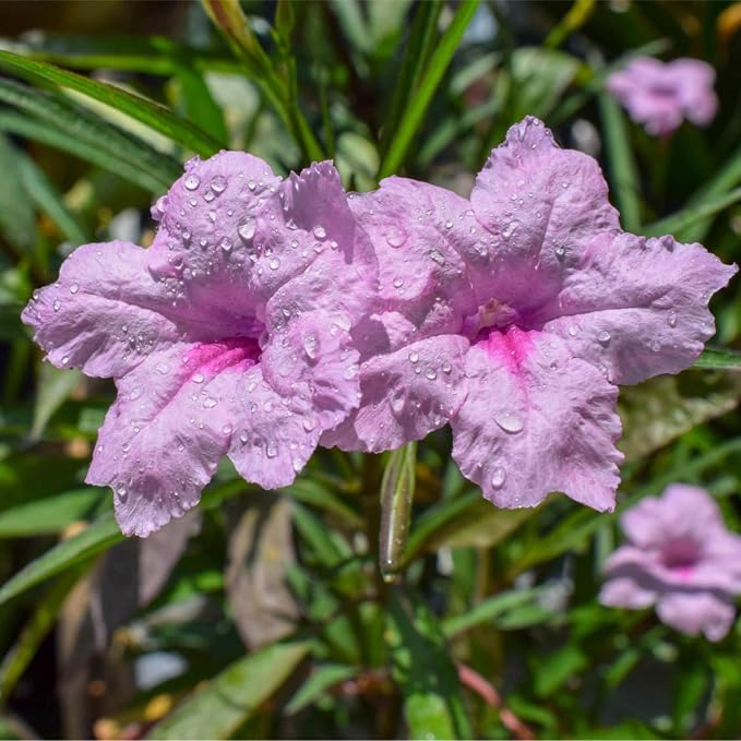 Chalily Pink Blue Bells, a Great Live Pond Plant for Your Water Garden. Filters koi and Goldfish Ponds. Good for Bogs, Plant Shelf or Shallow Water This marginal Aquatic is a Real Beauty