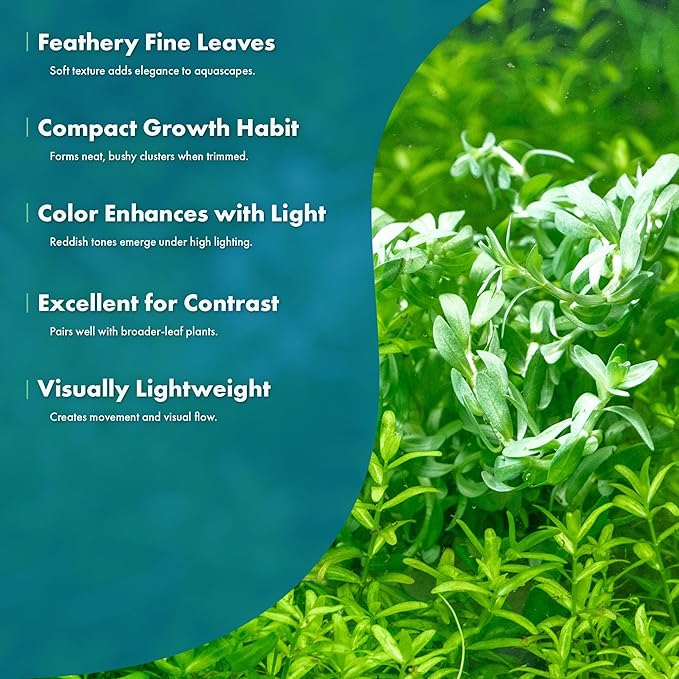 SubstrateSource Live Plants – Water Hedge (Didiplis Diandra) – High Light, Green with Red Tips, Midground to Background Accent – Lead Bunch, 1 Pack
