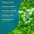 SubstrateSource Live Plants – Water Hedge (Didiplis Diandra) – High Light, Green with Red Tips, Midground to Background Accent – Lead Bunch, 1 Pack