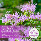 3000+ Bee Balm Seeds for Planting - Wild Bergamot, Bee Balm Perennial Open Pollinated, Monarda fistulosa Wildflower Seeds for Outdoor Garden Borders & Native Beds