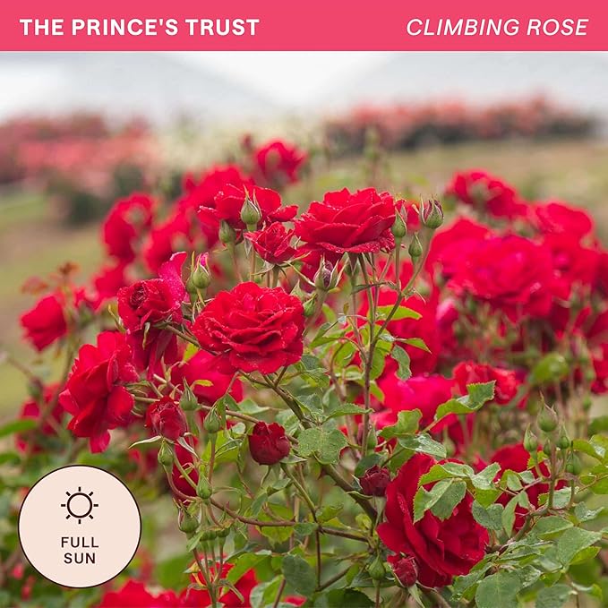 Heirloom Climbing Roses, Live Own Root Plant for Outdoor Garden, The Prince's Trust™, Lightly Fragrant, Hardiness Zones 5–10, Continual Blooming