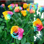200+ Rare Rose Seeds for Planting, Mixed Color Perennial Shrub Hybrid Rose Flower Seed, Non-GMO Heirloom Flower Seeds for Garden Home