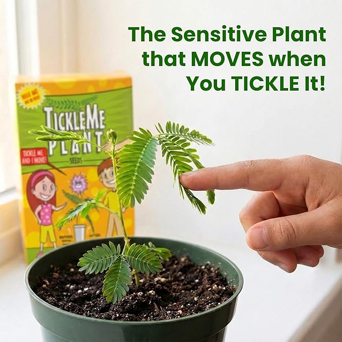 TickleMe Plant Classroom or Homeschool Science Fun Planting Party Kit – for 30 Students – Grow a Sensitive Plant that Reacts to Touch – Includes Activity Book and Seeds for Kids to Plant