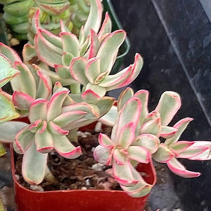 Sprout N Green Crassula Succulent Collection, 3 Live Succulent Plant Fully Rooted in 2in Starter Pot, Home Office Indoor Outdoor Wedding Decoration DIY Projects Party Favor, Must Keep Away from Pets