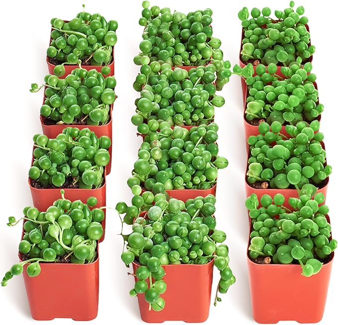 Shop Succulents String of Pearls Succulent Plant 2" Grow Pot Pack of 12
