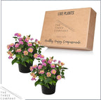 Live Flowering Lantana - Havana Pink Sky (2 Plants Per Pack), Healthy Blooming Pollinator, 8" Tall by 5" Wide in 1 Qt Pot