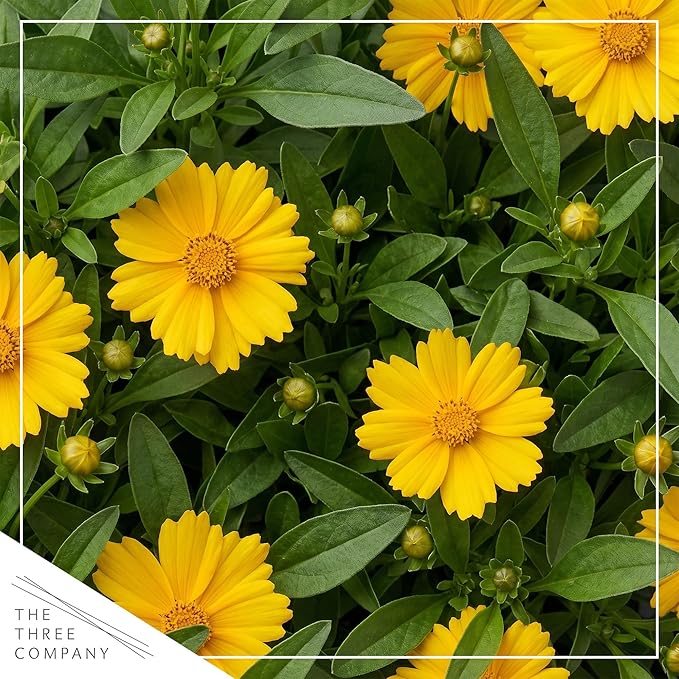 Live Coreopsis 2-Pack – Yellow, Flowering Perennial, Beautiful Spring and Summer Blooms, 10" Tall by 5" Wide in 1 Qt Pot