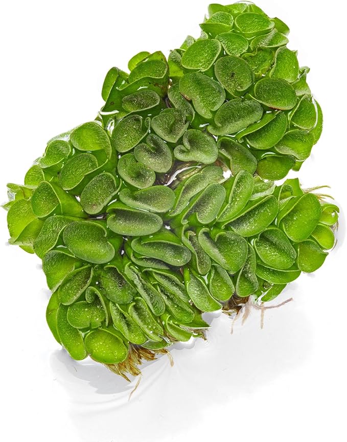 SubstrateSource Salvina Cucullata Fern Floating Live Aquarium Plant - Natural Freshwater Fish Tank Decorations and Aquatic Decor