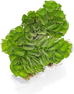 SubstrateSource Salvina Cucullata Fern Floating Live Aquarium Plant - Natural Freshwater Fish Tank Decorations and Aquatic Decor