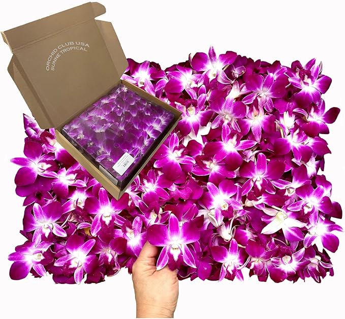 Miami Fresh Orchid Loose Bloom PERISHABLE flowers OrchidClub USA Sunne Tropical DIY lei, food & drink decoration (100 PURPLE)