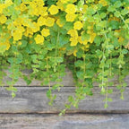 Chalily Creeping Jenny 'Golden', a Great Live Pond Plant for Your Water Garden. Filters koi and Goldfish Ponds. Good for Bogs, Plant Shelf or Shallow Water This marginal Aquatic is a Real Beauty