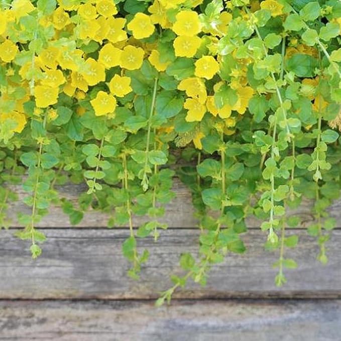 Chalily Creeping Jenny 'Golden', a Great Live Pond Plant for Your Water Garden. Filters koi and Goldfish Ponds. Good for Bogs, Plant Shelf or Shallow Water This marginal Aquatic is a Real Beauty
