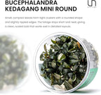Ultum Nature Systems Live Tissue Culture - Bucephalandra Kedagang Round Mini - Easy Care - Low to Medium Light - Dark Green and Red Accent - Foreground - 100% Snail Free Grown in-Vitro - Regular Cup