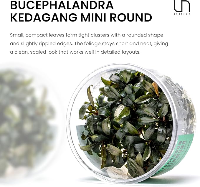 Ultum Nature Systems Live Tissue Culture - Bucephalandra Kedagang Round Mini - Easy Care - Low to Medium Light - Dark Green and Red Accent - Foreground - 100% Snail Free Grown in-Vitro - Regular Cup