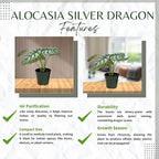 Alocasia Silver Dragon Live Plant - Rare Tropical Houseplant with Stunning Silver Foliage, Easy Care Indoor Plant for Home Décor, Office Spaces, and Unique Gifts (Heat Pack Included)