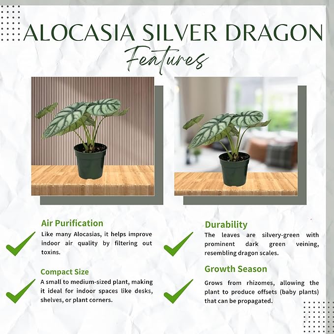 Alocasia Silver Dragon Live Plant - Rare Tropical Houseplant with Stunning Silver Foliage, Easy Care Indoor Plant for Home Décor, Office Spaces, and Unique Gifts (Heat Pack Included)
