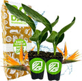 Orange Bird of Paradise Live Plant - Strelitzia Reginae by Wellspring Gardens - Tropical Flowering Perennial, Exotic Indoor/Outdoor Houseplant, Easy Care, Low Maintenance (2-Pack)
