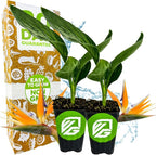 Orange Bird of Paradise Live Plant - Strelitzia Reginae by Wellspring Gardens - Tropical Flowering Perennial, Exotic Indoor/Outdoor Houseplant, Easy Care, Low Maintenance (2-Pack)