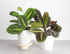 Thorsen's Greenhouse Prayer Plants Set of 2, Maranta leuconeura, Pet Safe, Low Light, Live Indoor Plants, 4" Diameter Plants, Classic Pots (White)