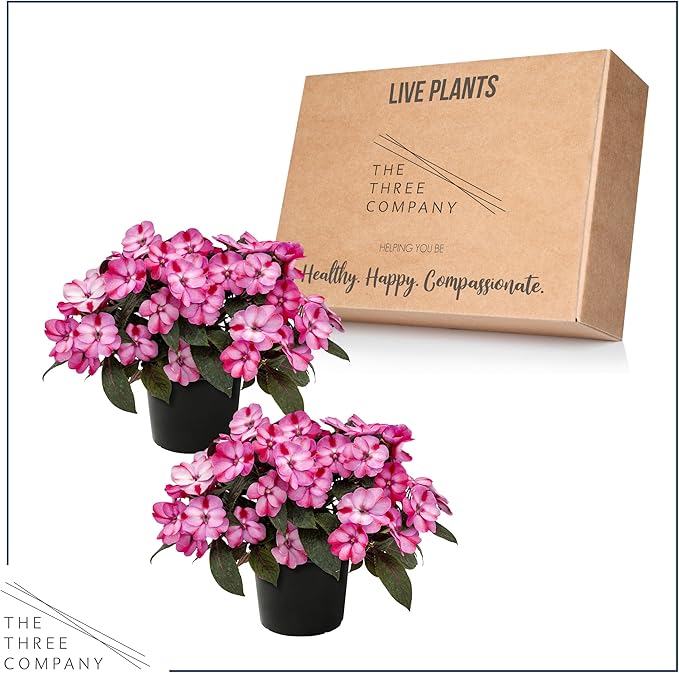 Live Flowering Sunpatiens - Red and Pink Bicolor (2 Plants Per Pack), Beautiful Annual Summer Color, 10" Tall by 6" Wide in 1 Quart Pot