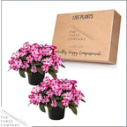 Live Flowering Sunpatiens - Red and Pink Bicolor (2 Plants Per Pack), Beautiful Annual Summer Color, 10" Tall by 6" Wide in 1 Quart Pot