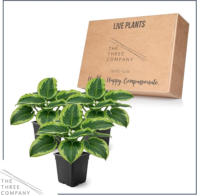 Live Perennial Hosta - Francis Williams (3 Plants Per Pack) Beautiful Accent Plant, 10" Tall by 4" Wide in 1 Qt Pot