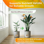 Professional Bird of Paradise Soil 8.2 Quarts Ready to Use, Premium Birds of Paradise Potting Soil for Indoor Plants, Peat Moss Coco Coir Perlite Dolomite, Well Draining Soil Made in USA