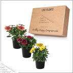 Live Flowering Osteospermum Plant - Grower's Choice Assorted Colors (3 Plants Per Pack) - Beautiful African Daisies - Early Spring Color - 12" Tall by 5" Wide in 1 Qt Pot