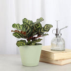 Thorsen's Greenhouse Peacock Calathea, Live Indoor Plant, Safe for Pets, Colorful Foliage, Rare Variety, Peacock Plant, 4" Diameter (Sage)