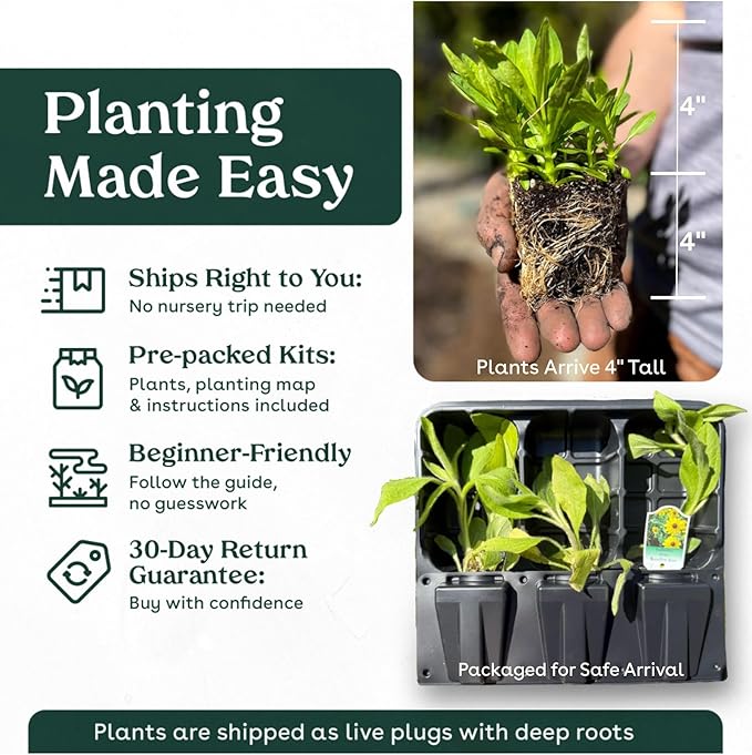 Coral Honeysuckle 32 Live Plants (Lonicera sempervirens) – Native Flowering Vine for Hummingbird & Pollinator Gardens, Deer Resistant, Low Maintenance Climbing Plant for Full Sun
