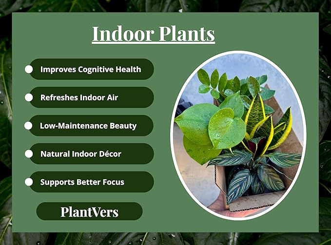 PLANTVERS Set of 4 Assorted Indoor Plants in 4" Grow Pots – Live Houseplants – Easy Care Houseplants - Low Light & Air Purifying Decorative Plants