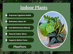 PLANTVERS Set of 4 Assorted Indoor Plants in 4" Grow Pots – Live Houseplants – Easy Care Houseplants - Low Light & Air Purifying Decorative Plants