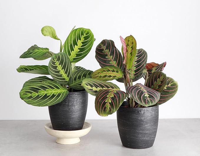 Thorsen's Greenhouse Prayer Plants Set of 2, Maranta leuconeura, Pet Safe, Low Light, Live Indoor Plants, 4" Diameter Plants, Classic Pots (Brushed Silver)
