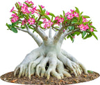 100 Desert Rose Seeds for Planting Mixed Color Ready to Grow Adenium Obesum Seed Exotic Succulent Colorful Bonsai Plant Tropical Rose Flower Planting Non-GMO Heirloom (100, Seeds)